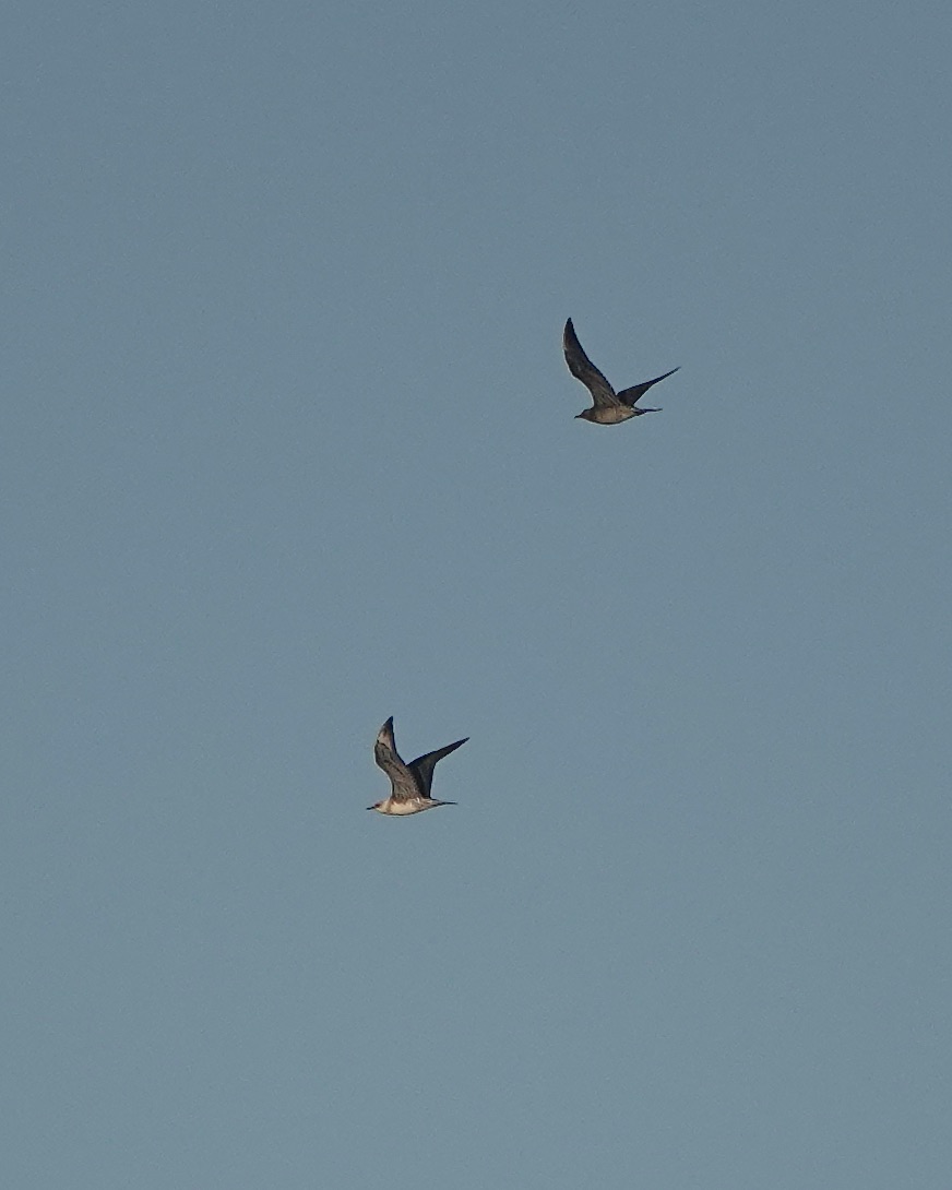 long-tailed skua
